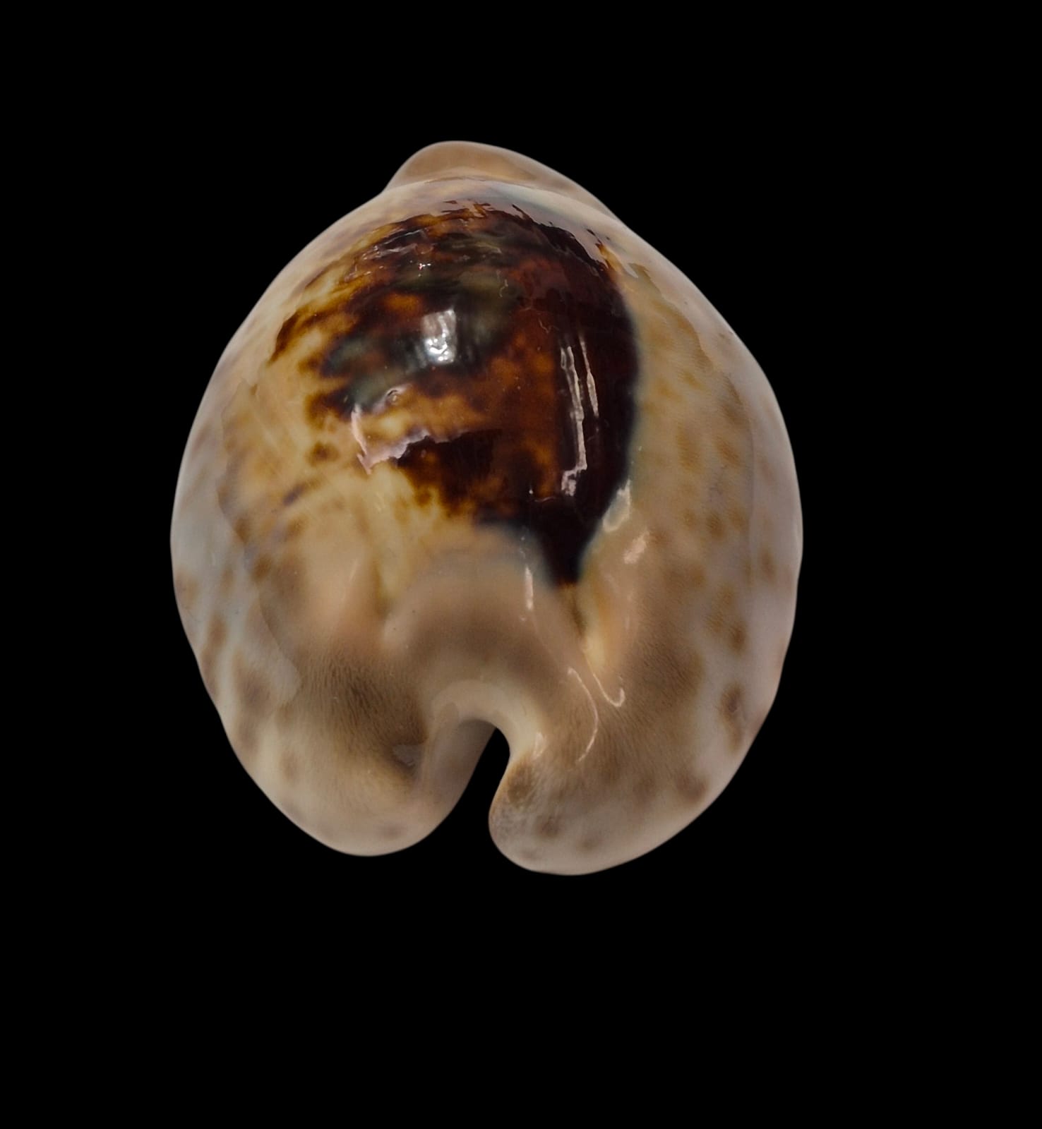 BC283 Barycypraea teulerei - GREAT PATTERN - Image 5