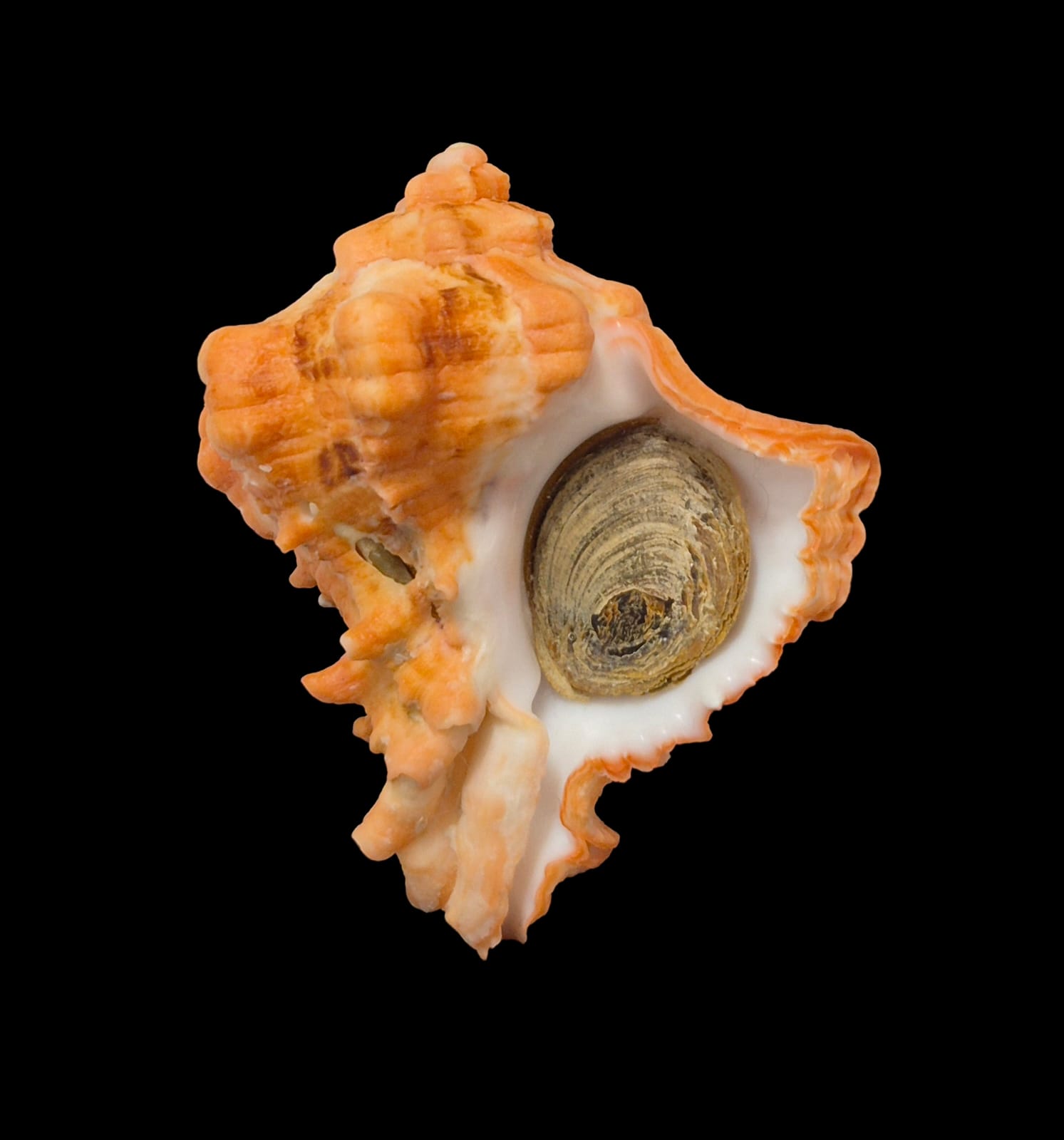 BC284 Hexaplex kuesterianus w/o - ORANGE FORM - Image 2