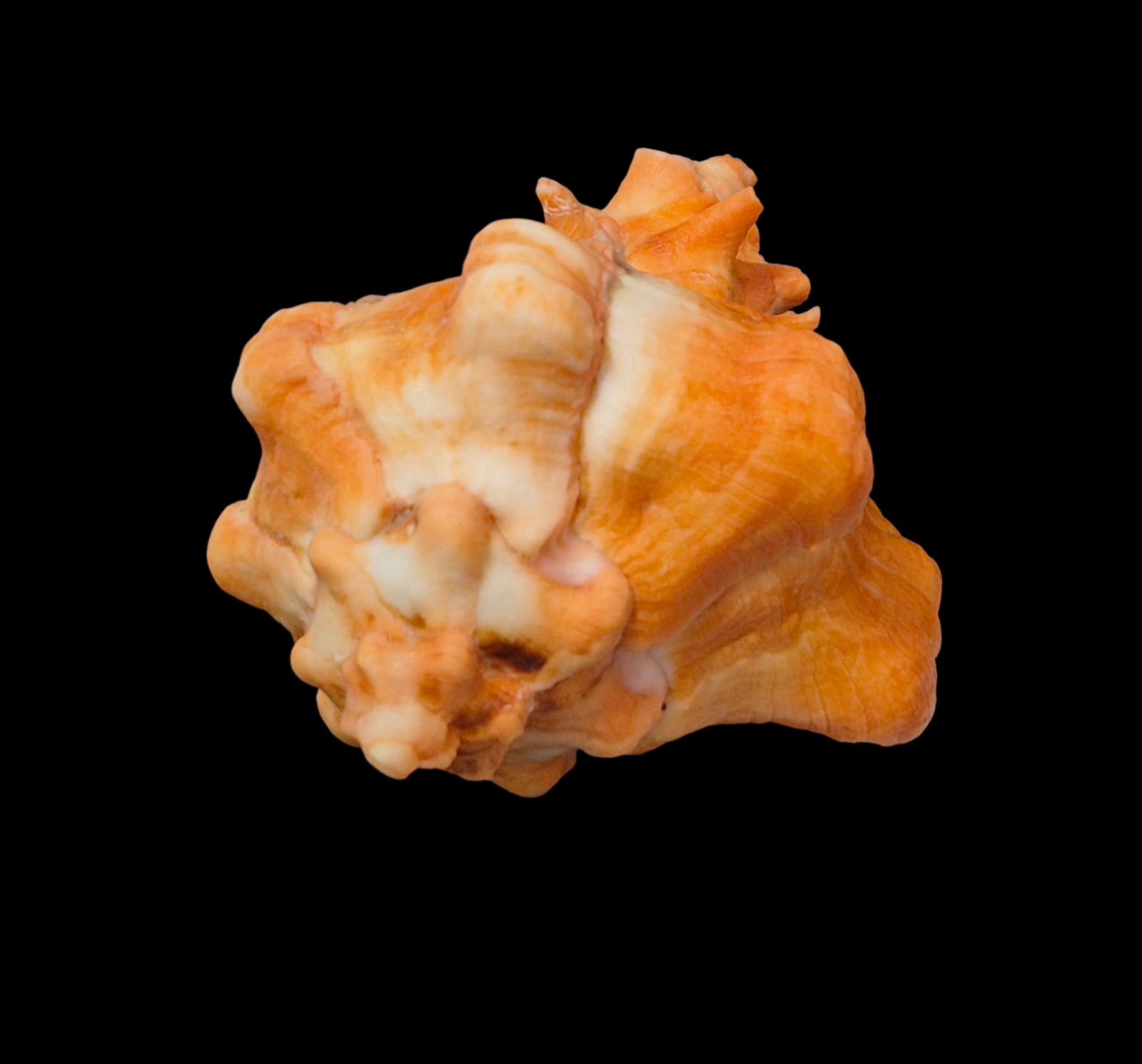 BC284 Hexaplex kuesterianus w/o - ORANGE FORM - Image 3