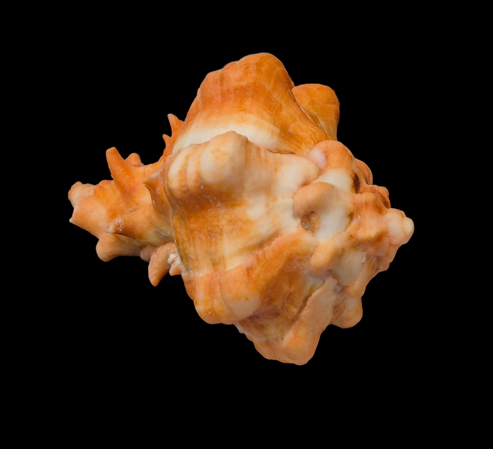 BC284 Hexaplex kuesterianus w/o - ORANGE FORM - Image 5