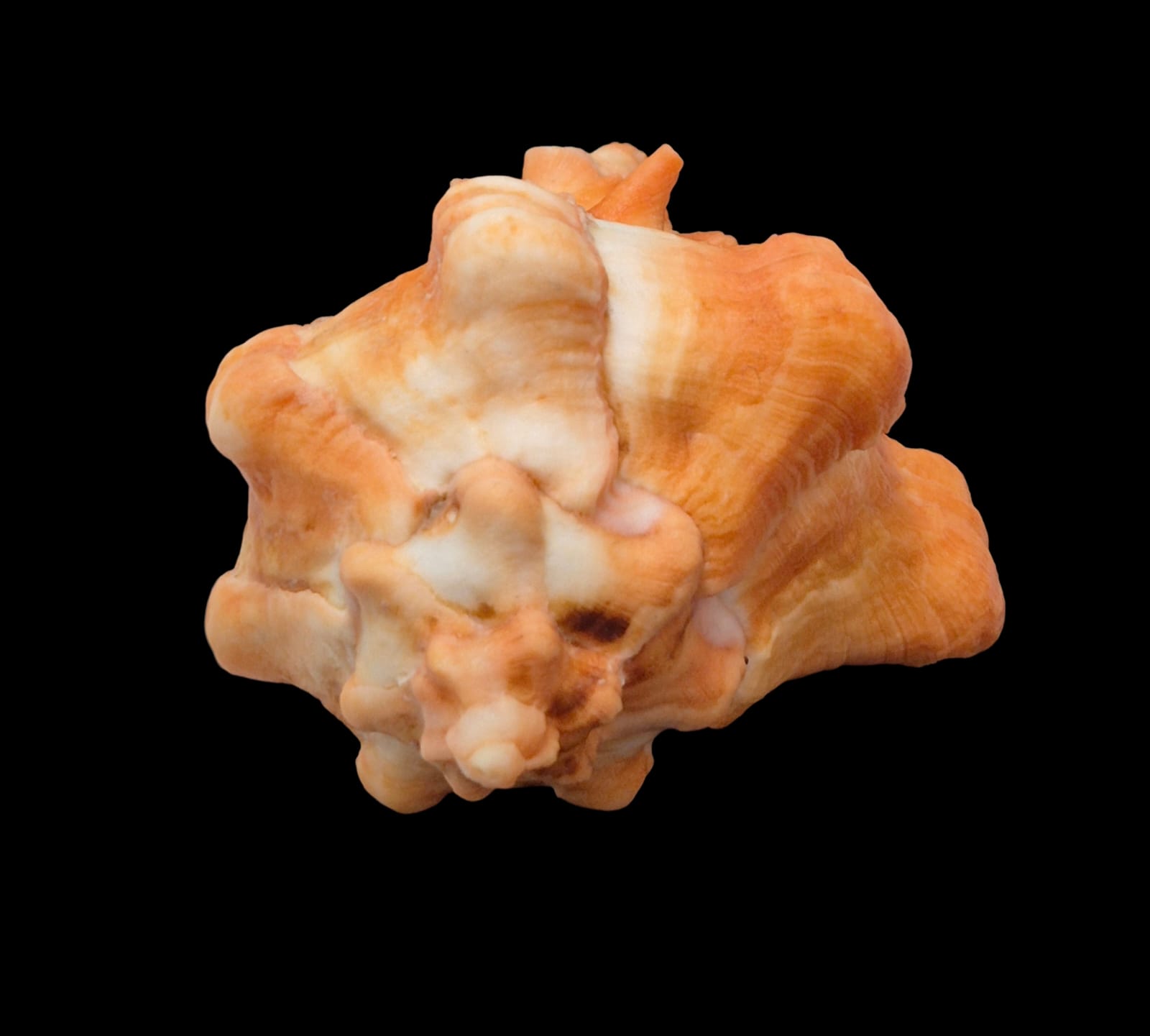 BC284 Hexaplex kuesterianus w/o - ORANGE FORM - Image 6