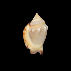 BC286 Strombus kleckhamae - SELDOM OFFERED