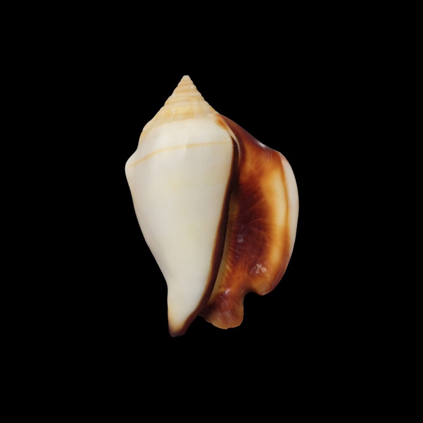 BC286 Strombus kleckhamae - SELDOM OFFERED - Image 2