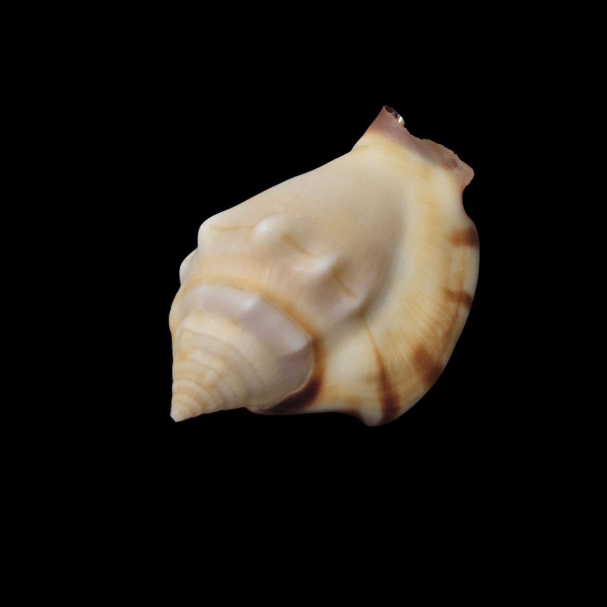 BC286 Strombus kleckhamae - SELDOM OFFERED - Image 3