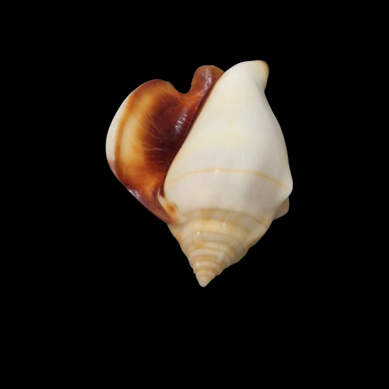 BC286 Strombus kleckhamae - SELDOM OFFERED - Image 4