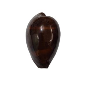 BC287 Erronea adusta persica f. dilatata LARGE BEAUTY