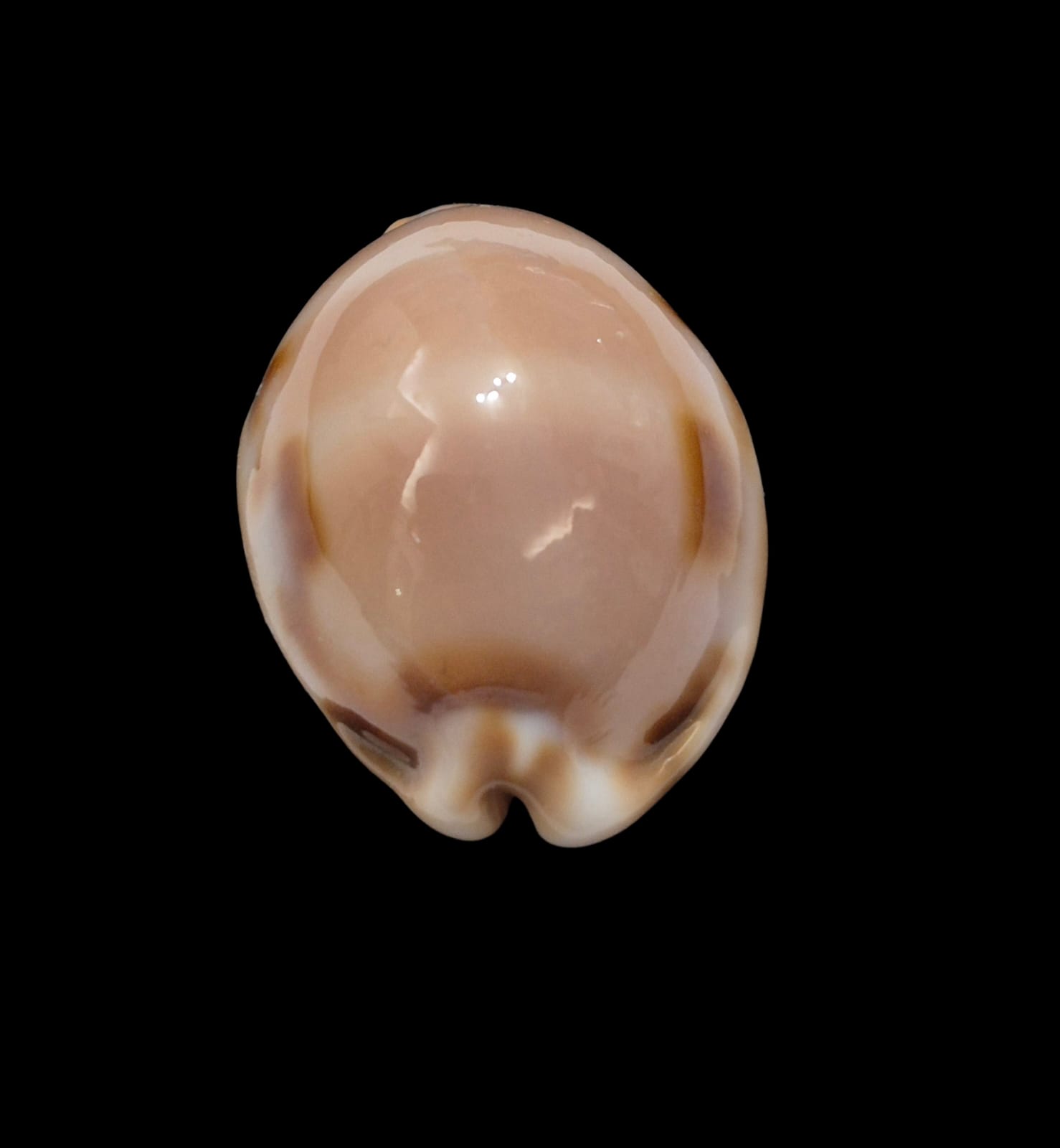 BC288 Luria tessellata - BIG SIZE - Image 5