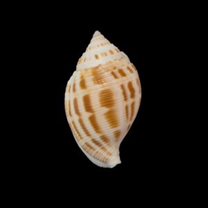 BC289 Sconsia grayi w/o