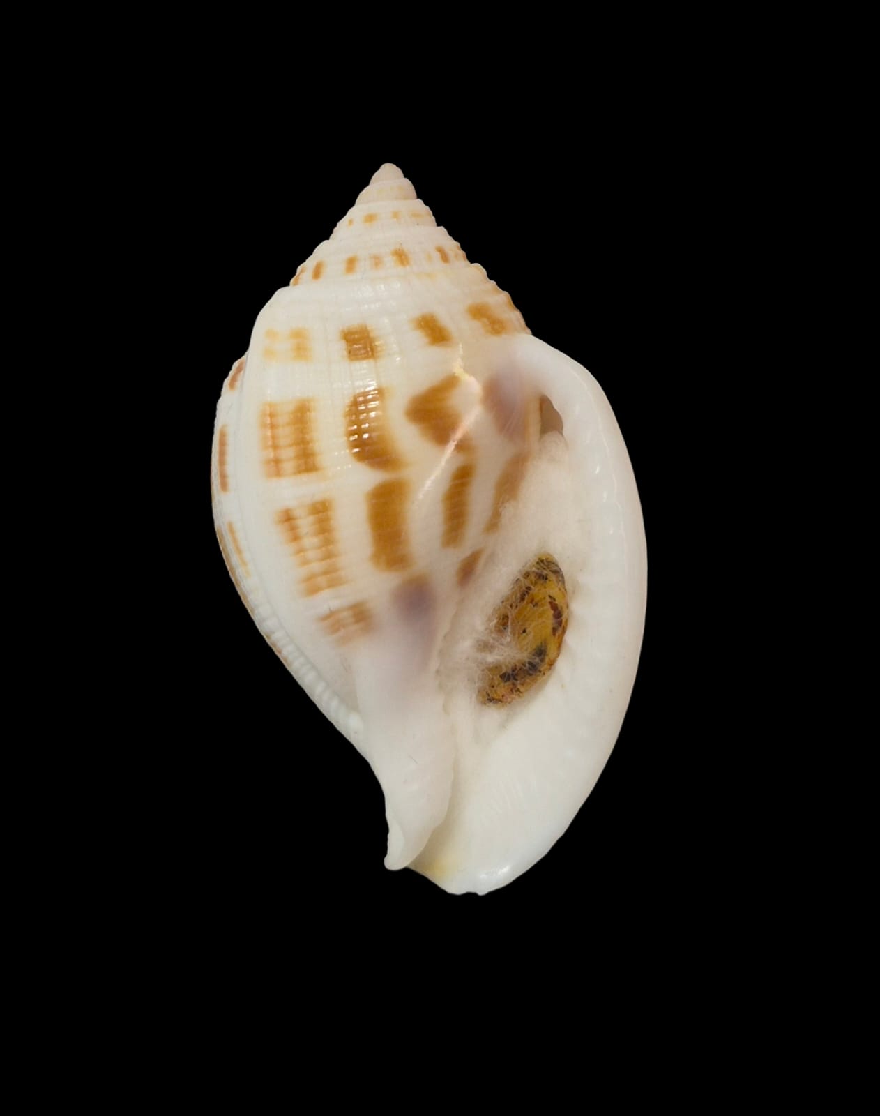 BC289 Sconsia grayi w/o - Image 2