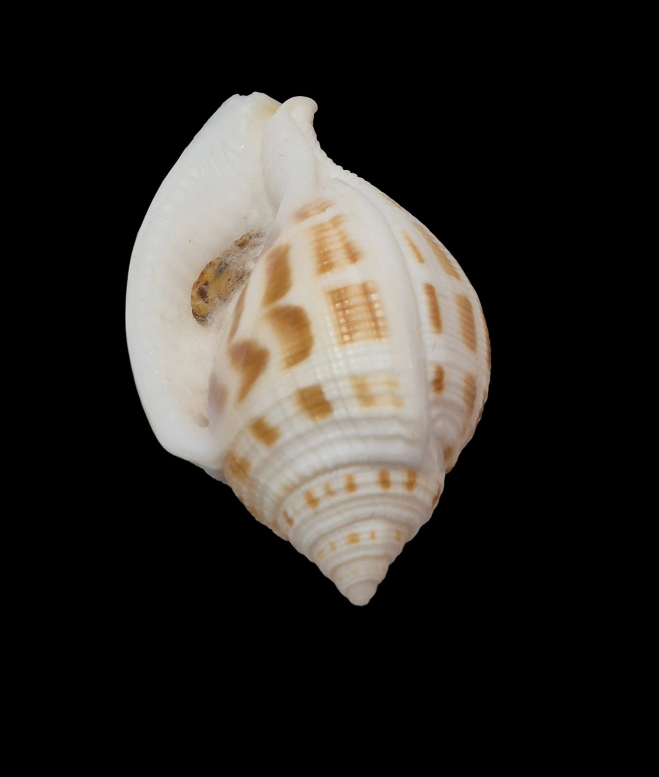 BC289 Sconsia grayi w/o - Image 4