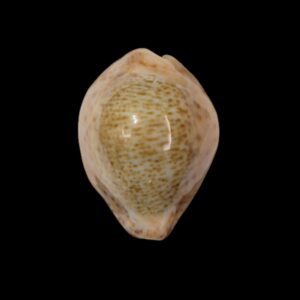 BC290 Naria turdus winckworthi