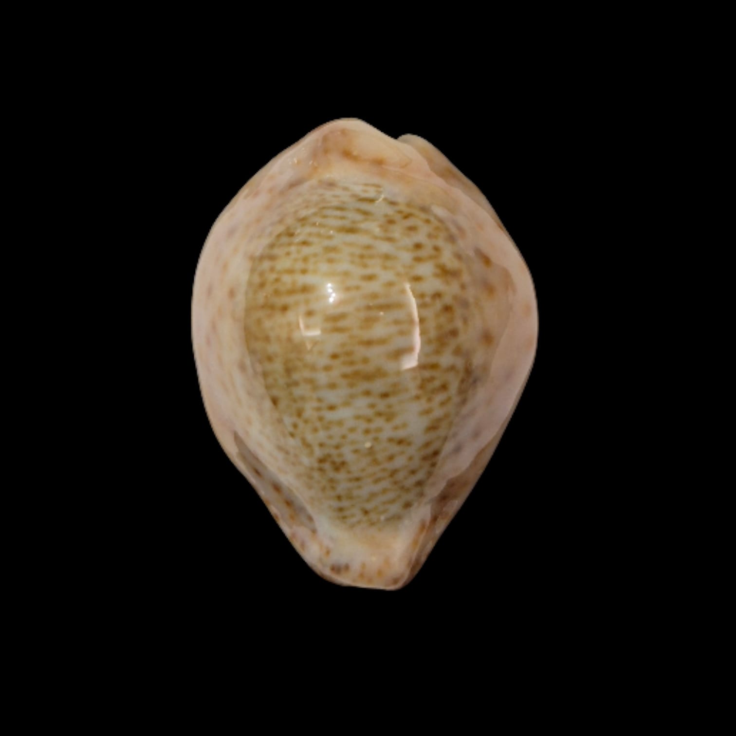 BC290 Naria turdus winckworthi