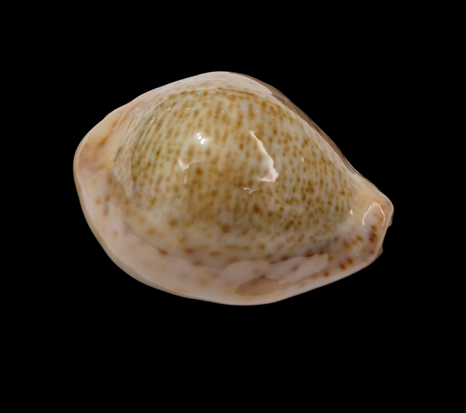 BC290 Naria turdus winckworthi - Image 2