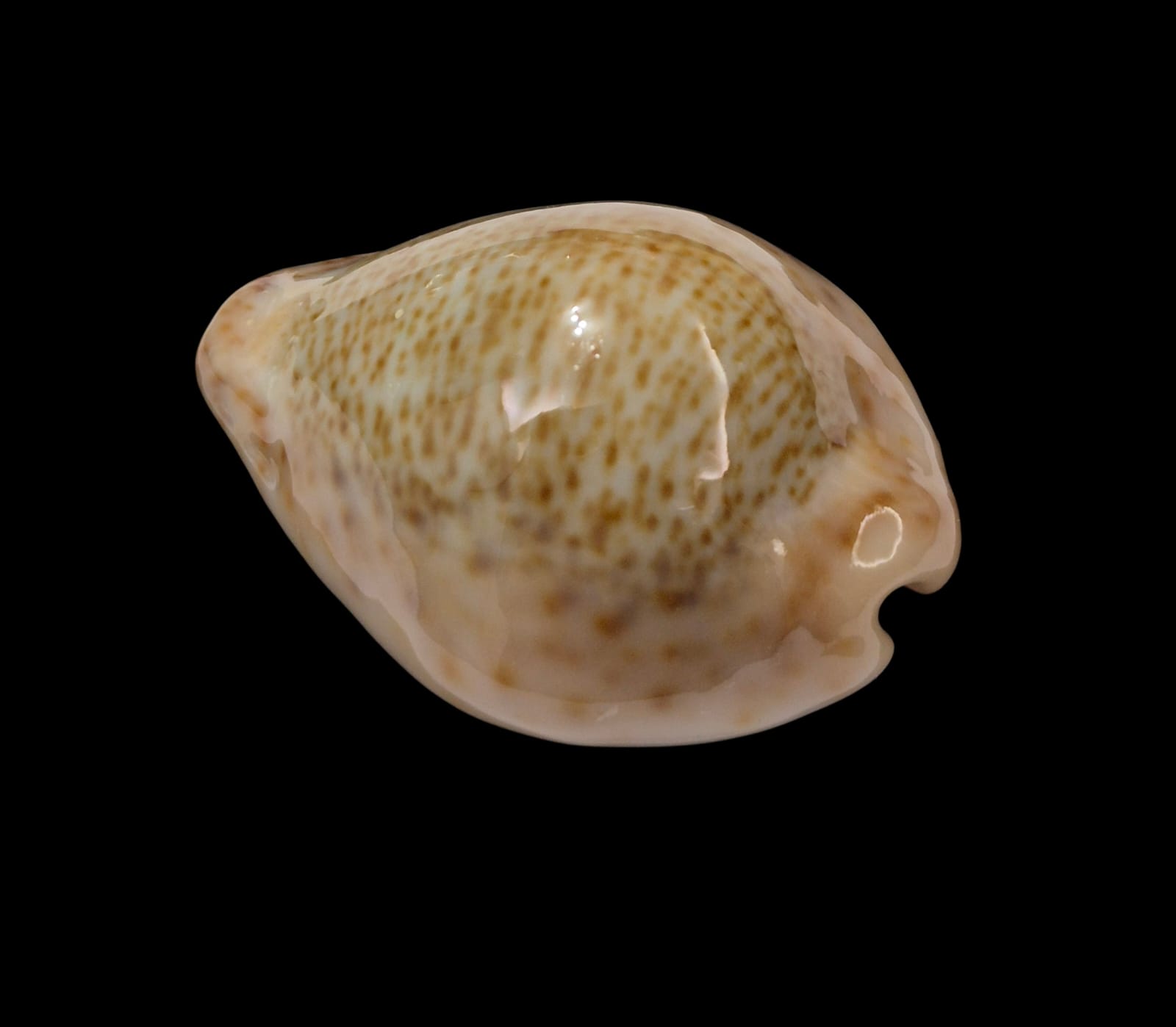 BC290 Naria turdus winckworthi - Image 3