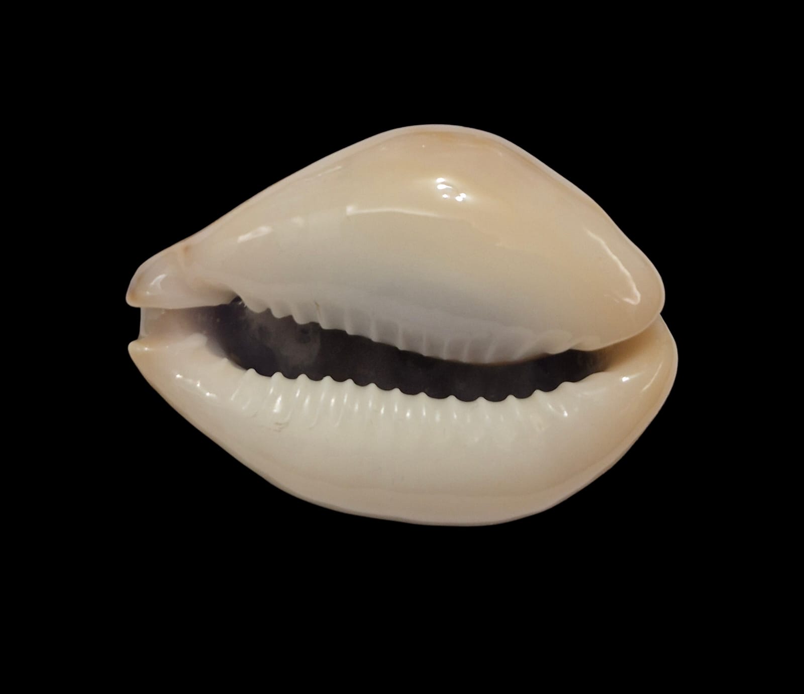 BC290 Naria turdus winckworthi - Image 4