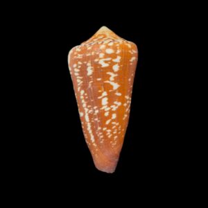 BC291 Conus crocatus f. magister w/o - HUGE