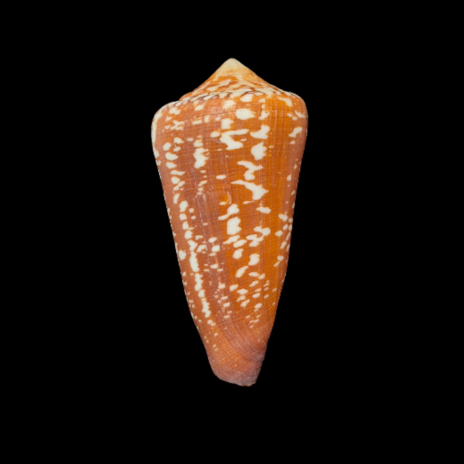 BC291 Conus crocatus f. magister w/o - HUGE