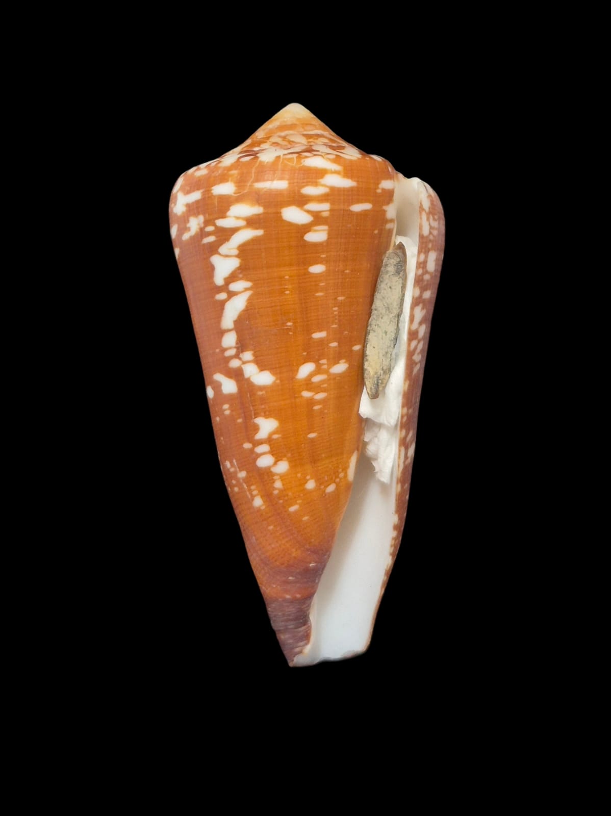 BC291 Conus crocatus f. magister w/o - HUGE - Image 2