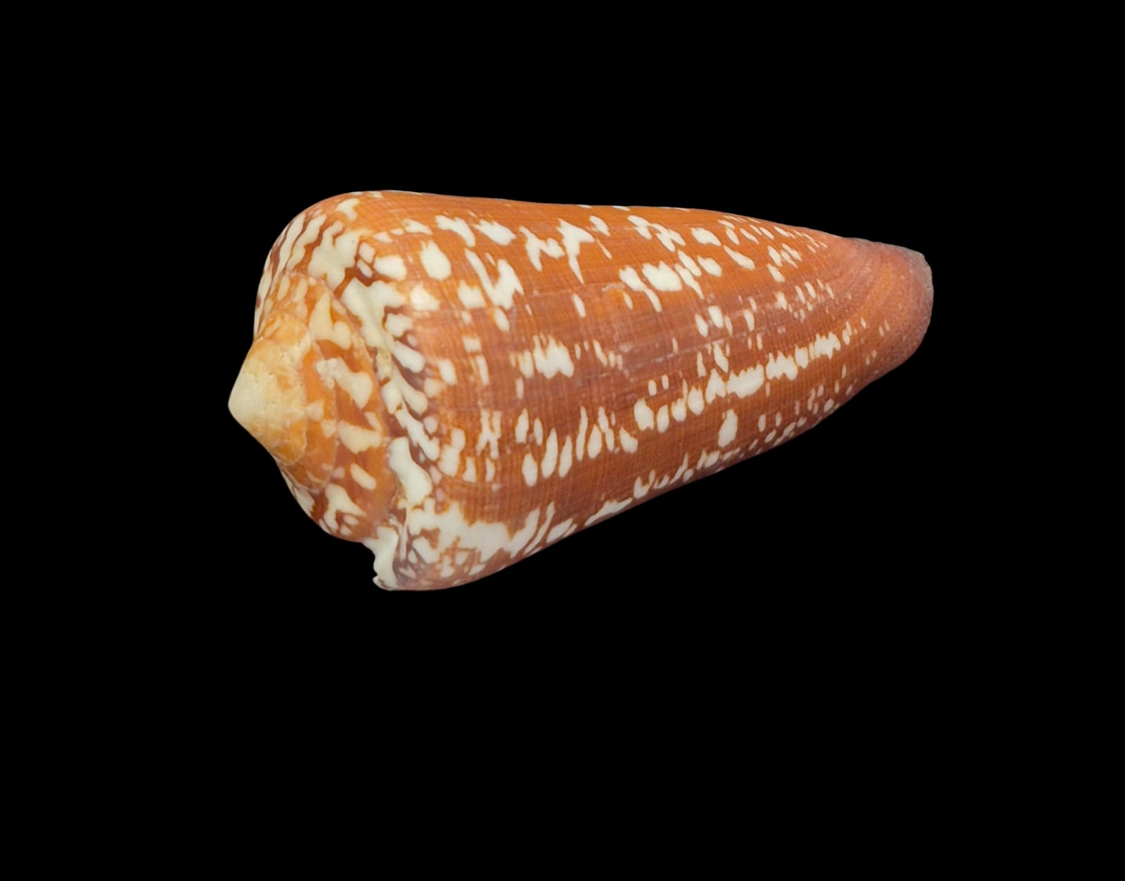 BC291 Conus crocatus f. magister w/o - HUGE - Image 3