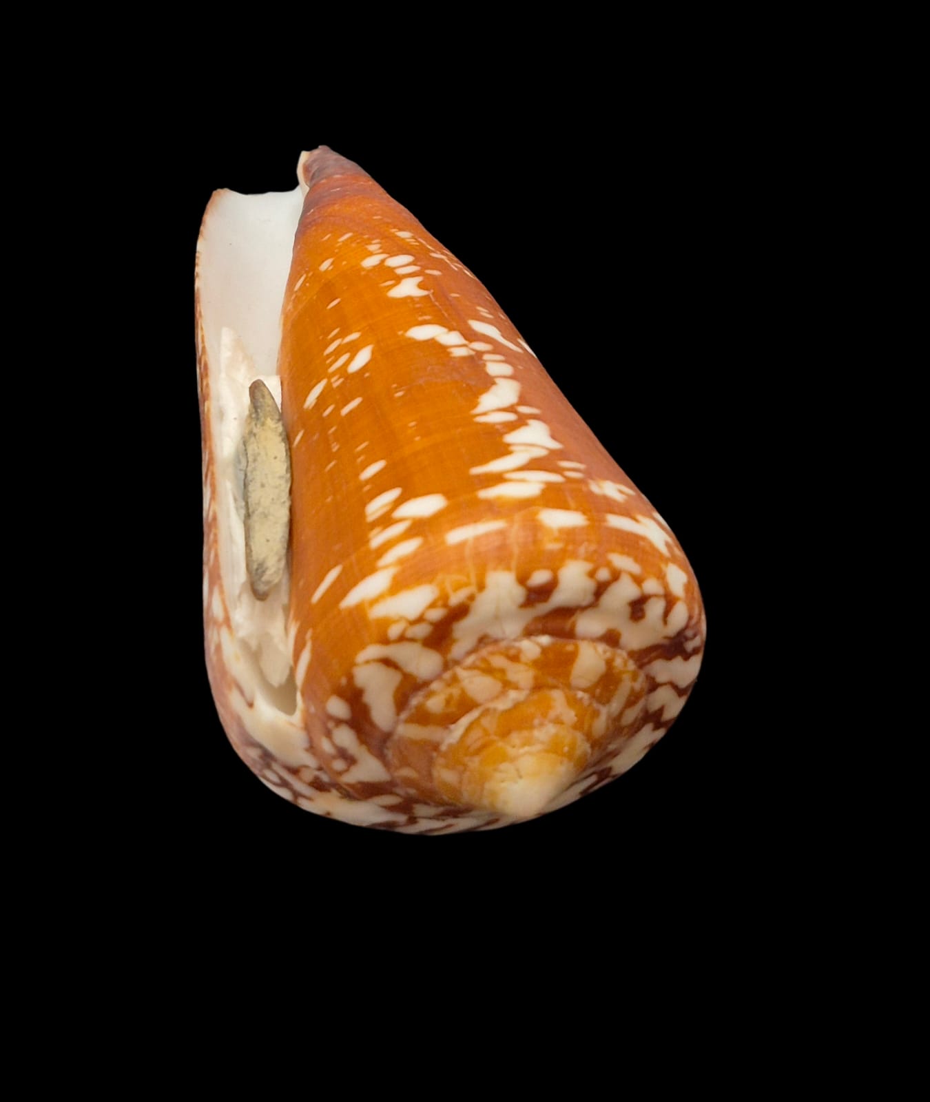 BC291 Conus crocatus f. magister w/o - HUGE - Image 4