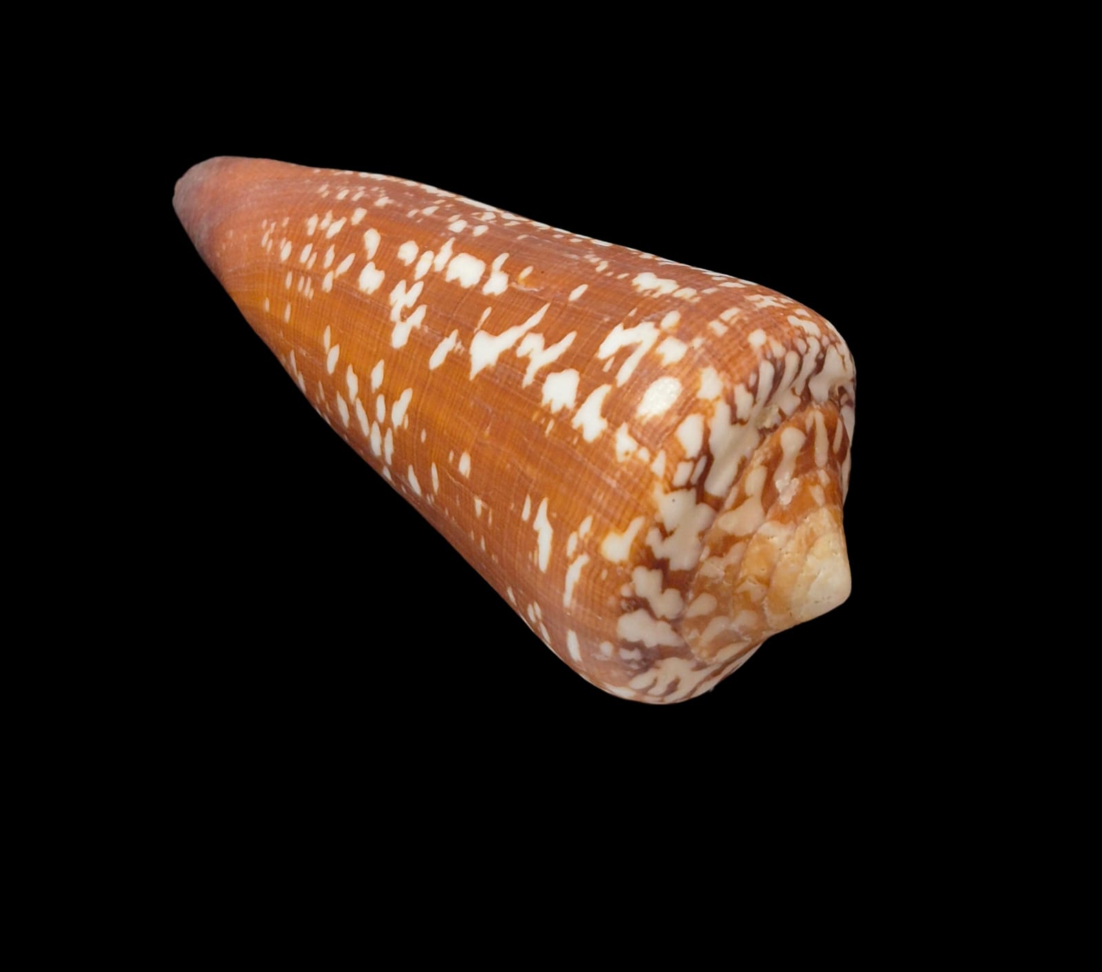 BC291 Conus crocatus f. magister w/o - HUGE - Image 5