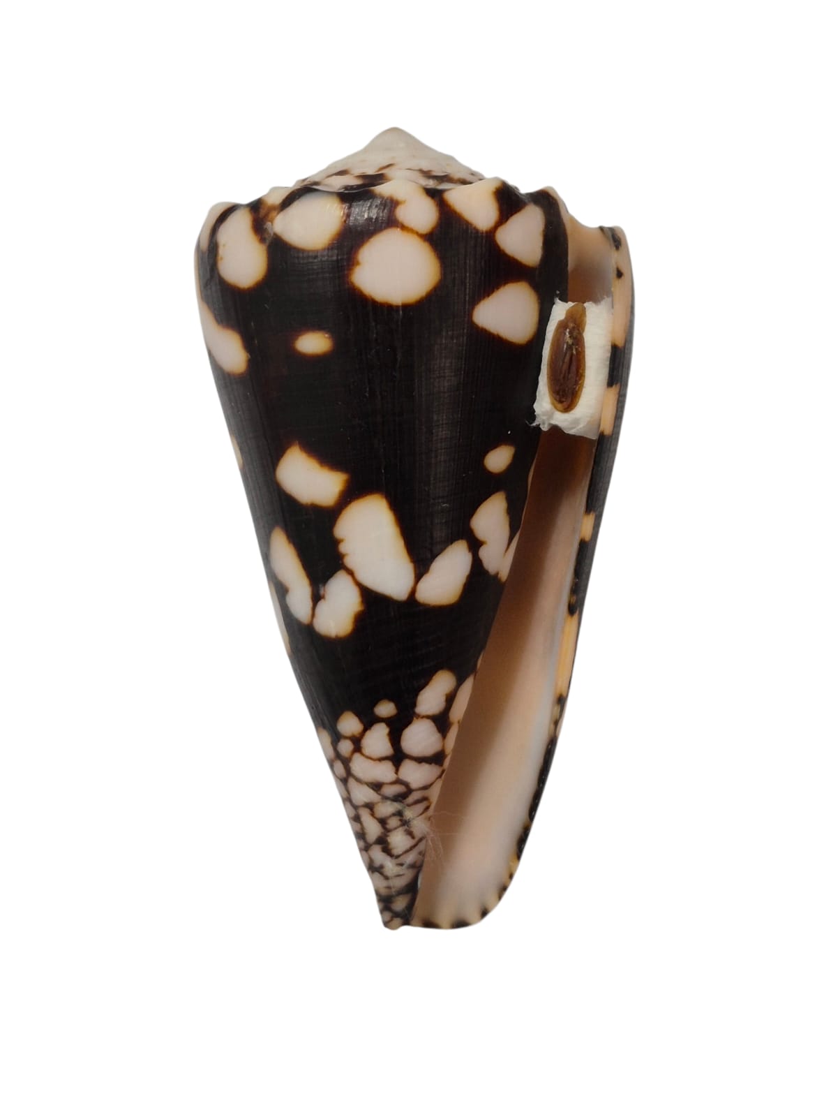 BC292 Conus nocturnus w/o - LARGE BEAUTY - Image 2