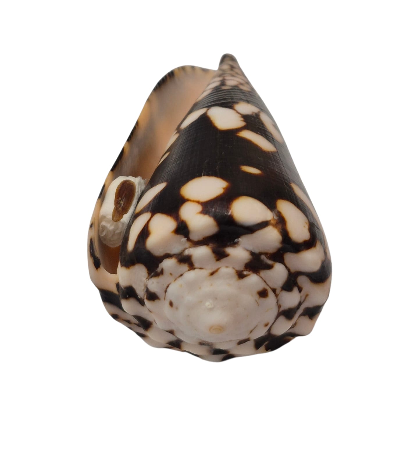 BC292 Conus nocturnus w/o - LARGE BEAUTY - Image 4