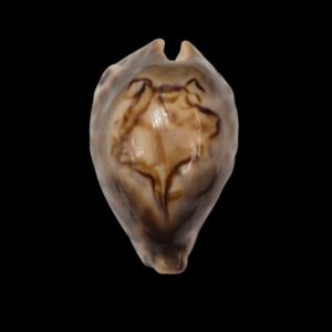 BC293 Barycypraea fultoni fultoni