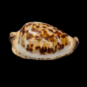 BC294 Zoila friendii thalamega