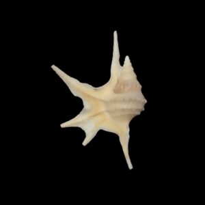 BC295 Aporrahis serresianus w/o