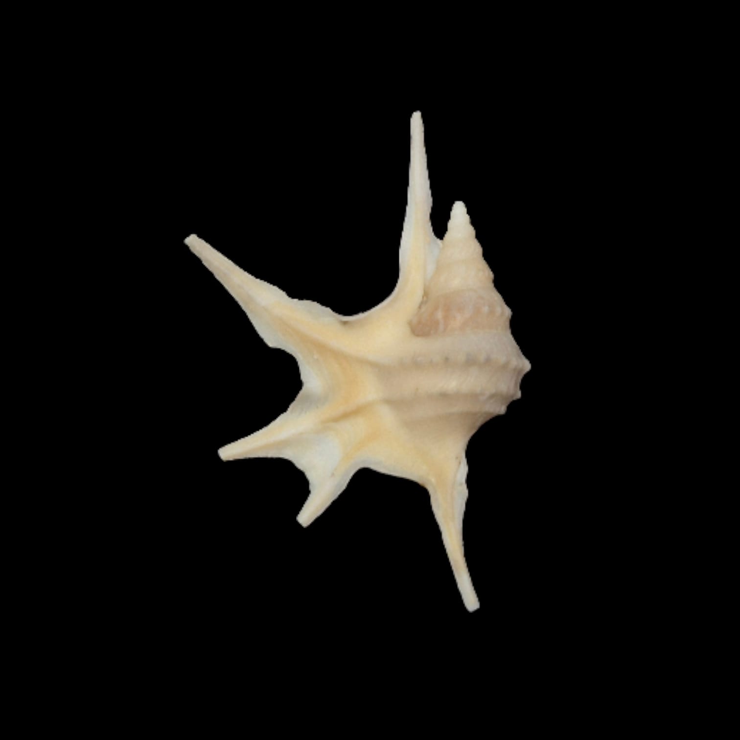 BC295 Aporrahis serresianus w/o