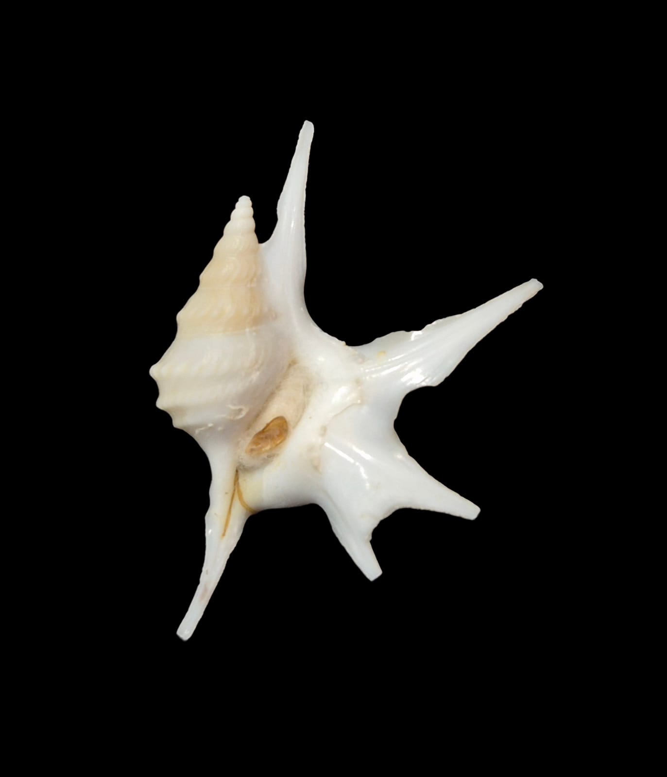 BC295 Aporrahis serresianus w/o - Image 2