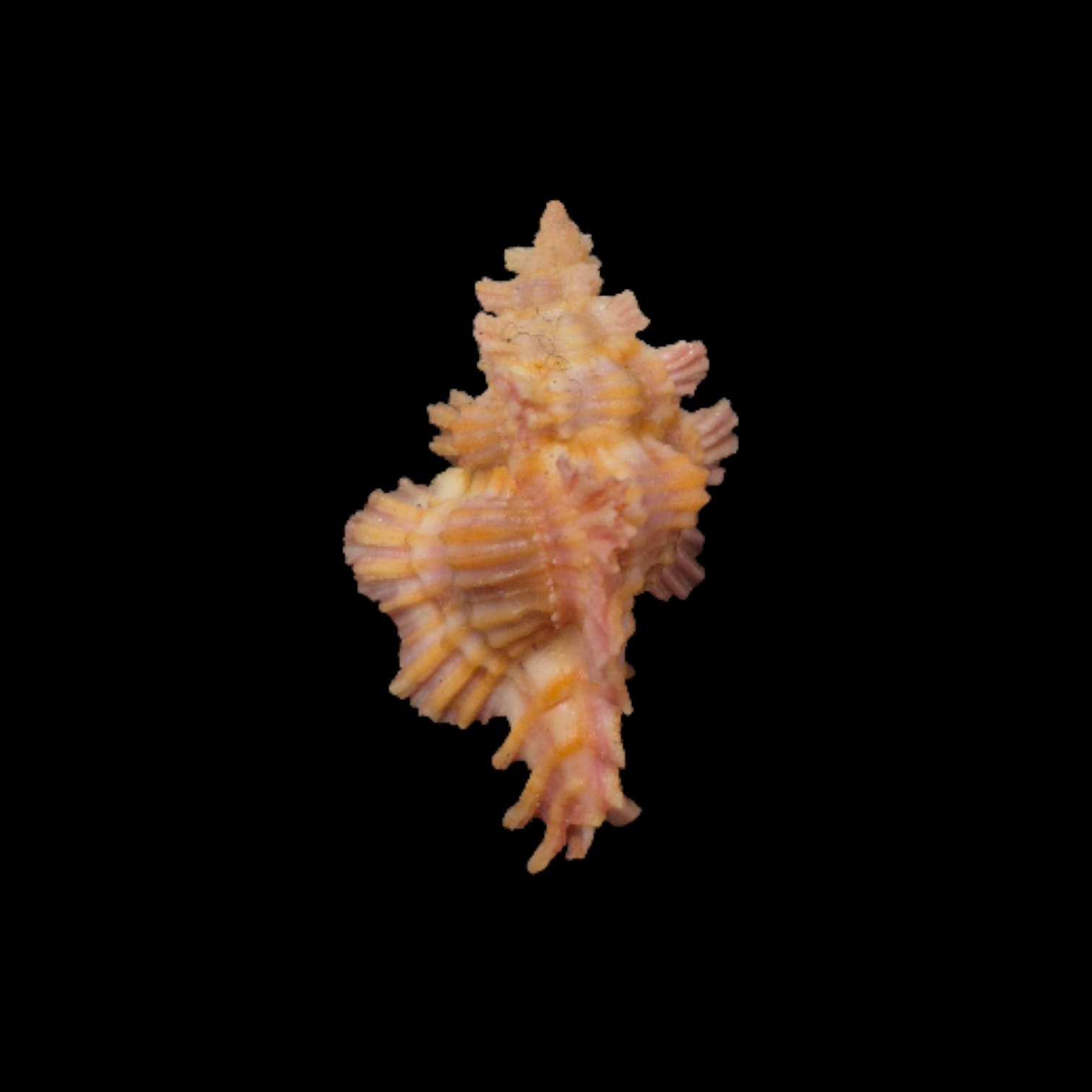 BC297 Chicoreus laqueatus