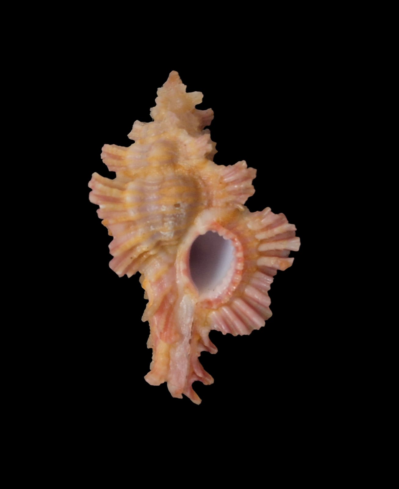 BC297 Chicoreus laqueatus - Image 2