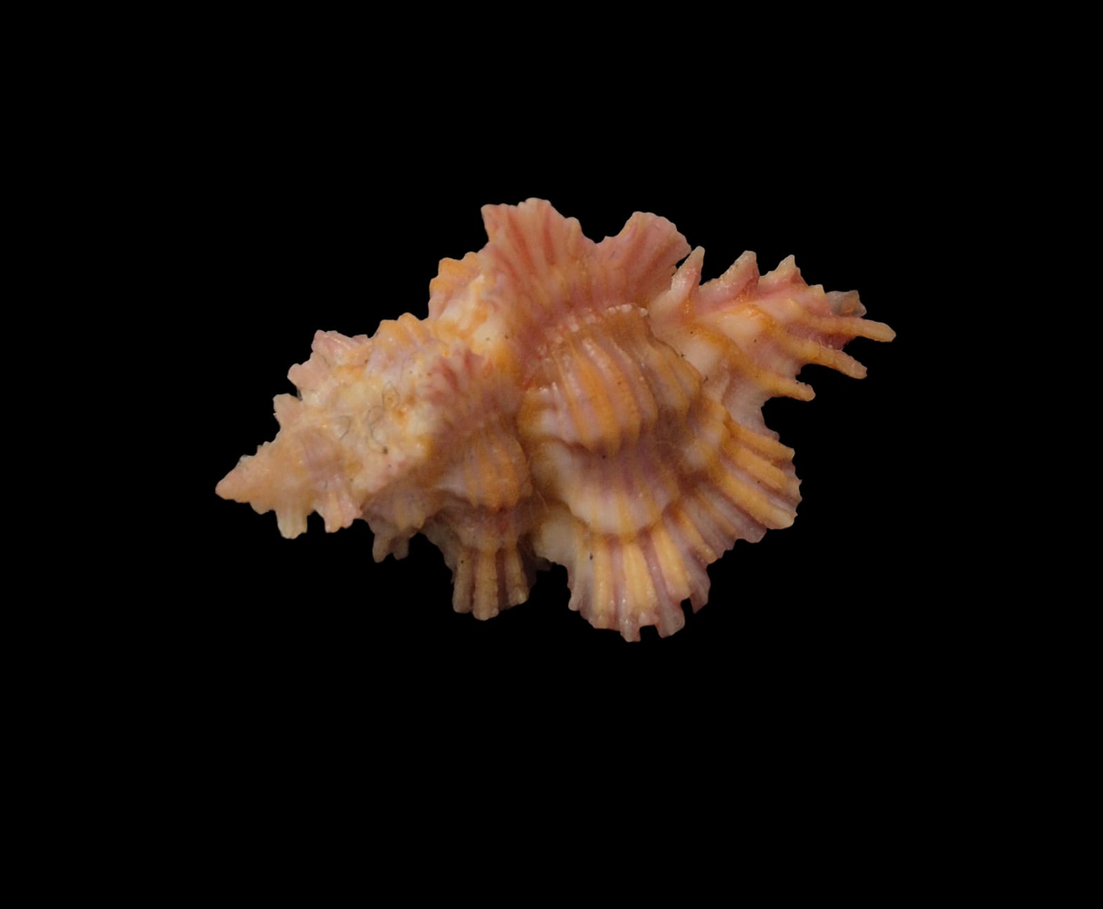 BC297 Chicoreus laqueatus - Image 3