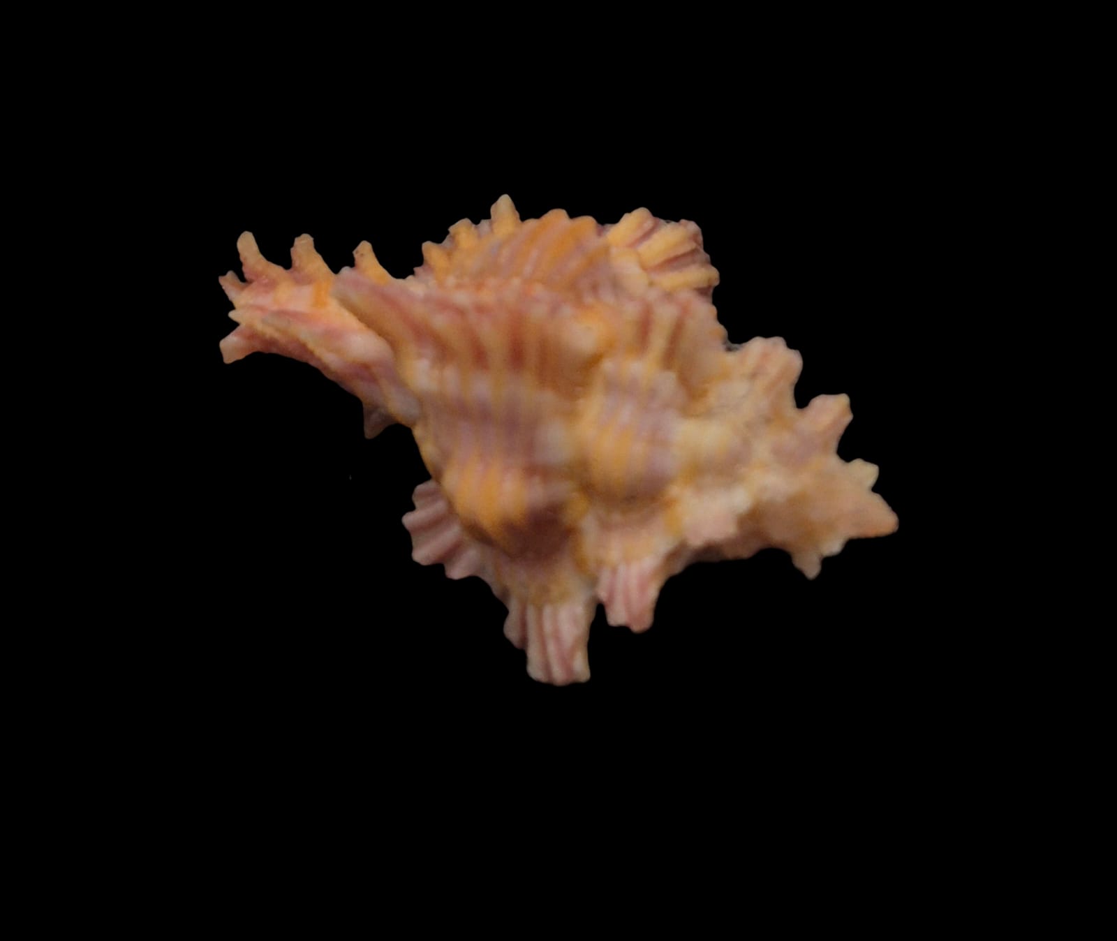 BC297 Chicoreus laqueatus - Image 5