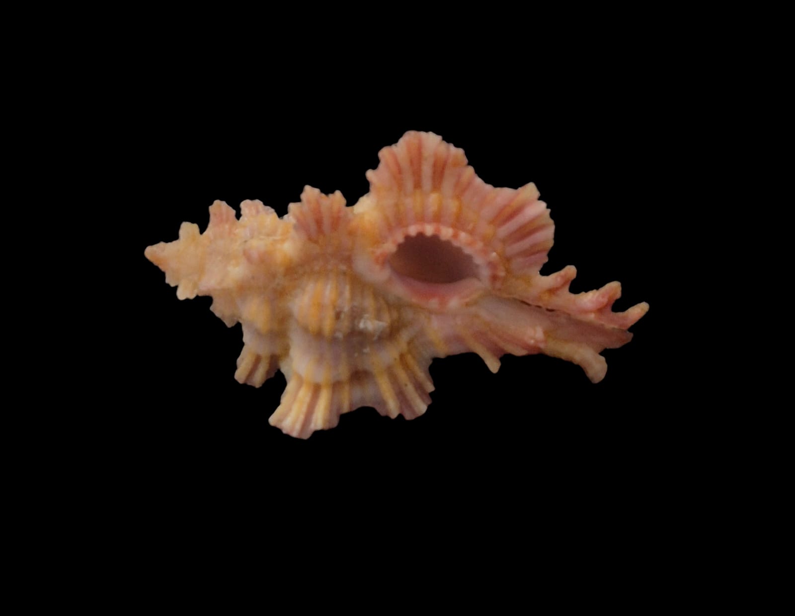 BC297 Chicoreus laqueatus - Image 4