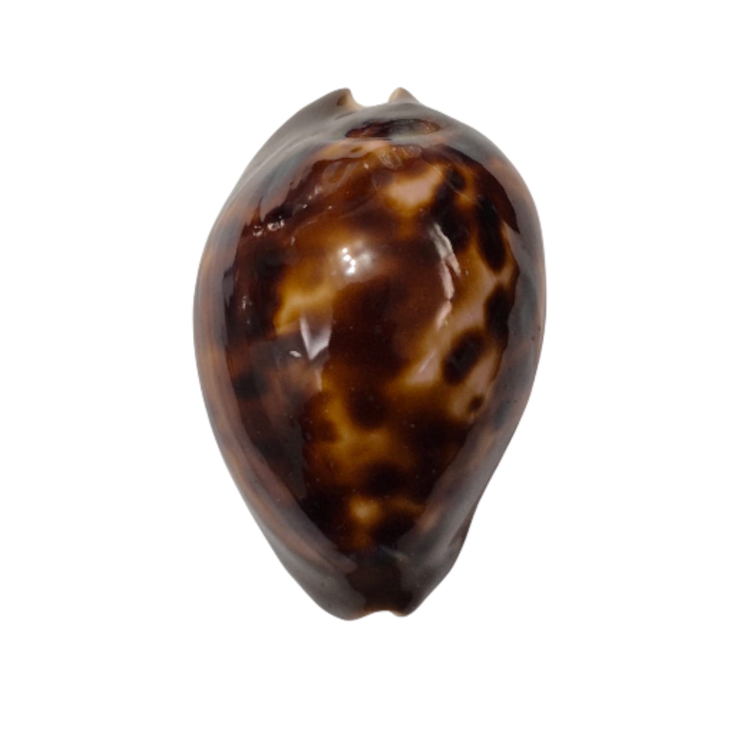 BC299 Zoila venusta episema - Image 5