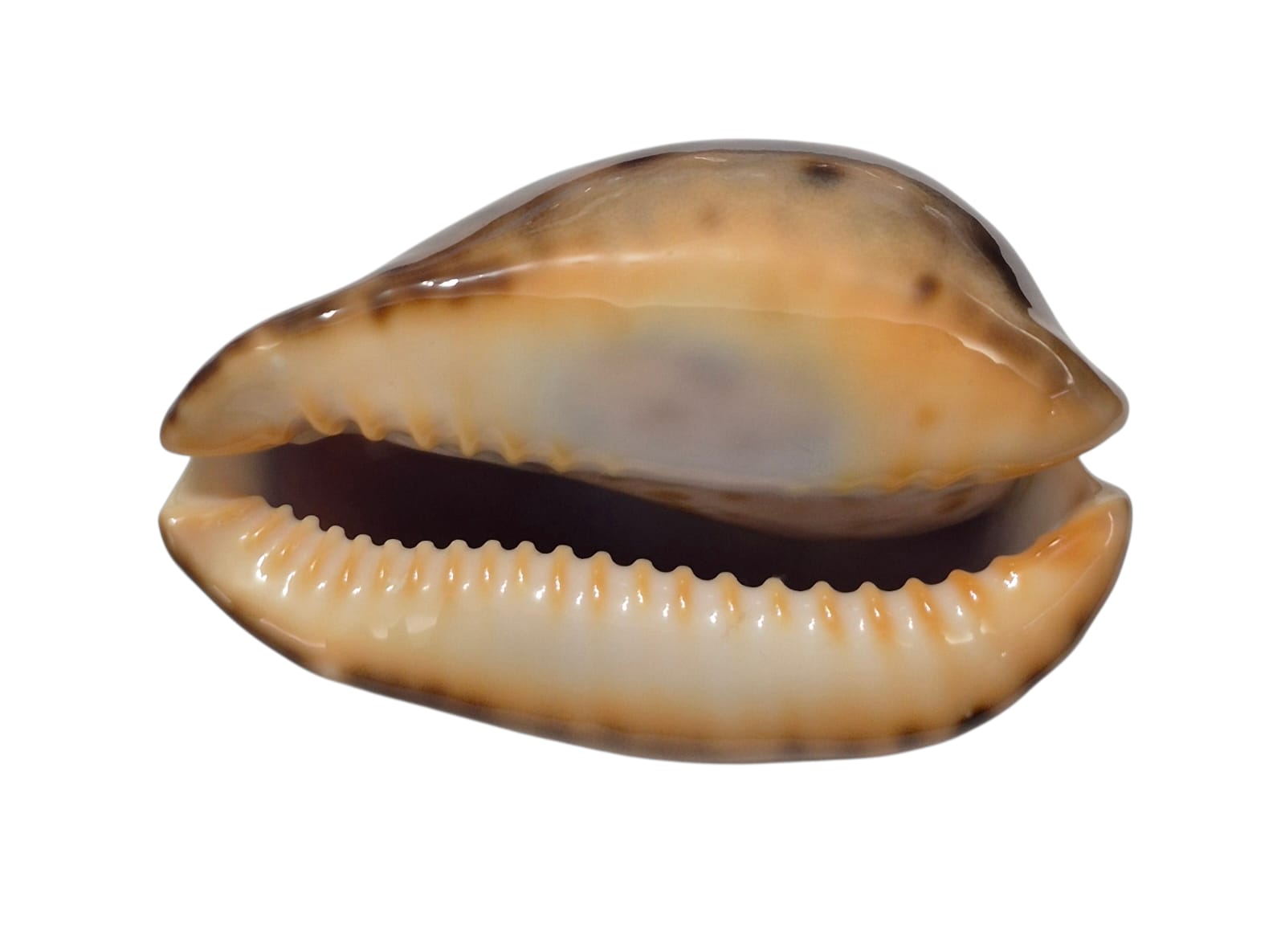 BC299 Zoila venusta episema - Image 2