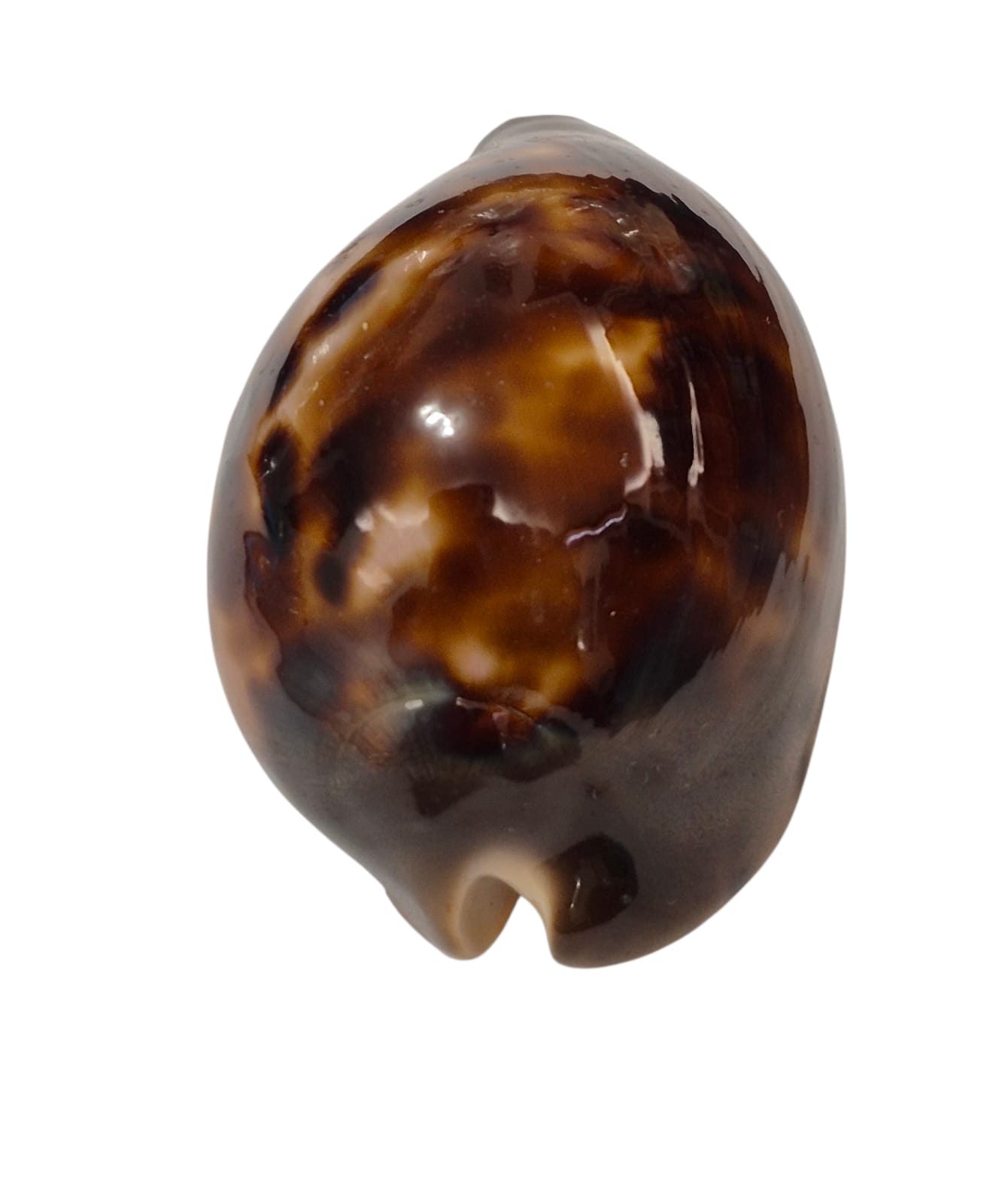 BC299 Zoila venusta episema - Image 4