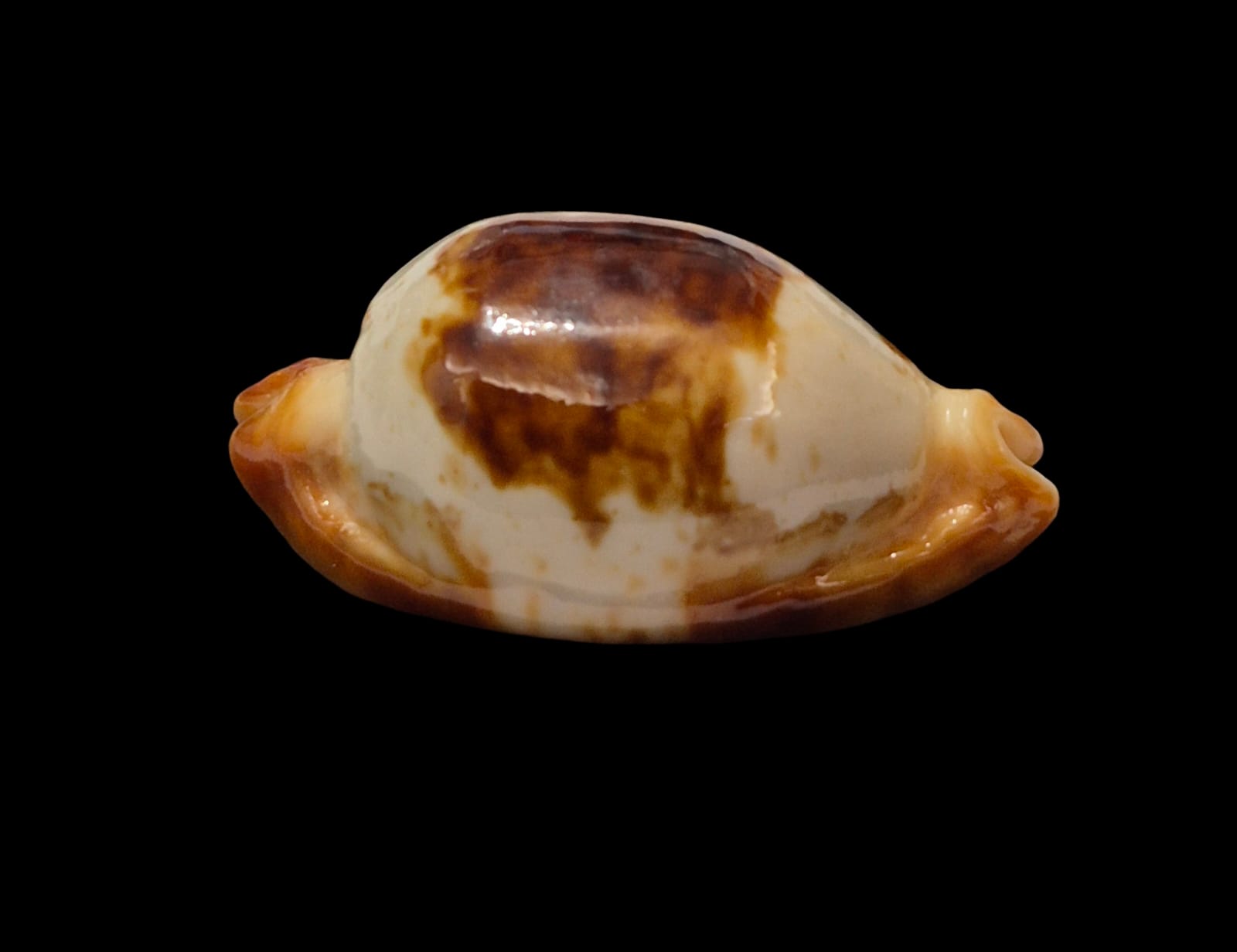 BC303 Bistolida stolida crossei - XXL SIZE - Image 2