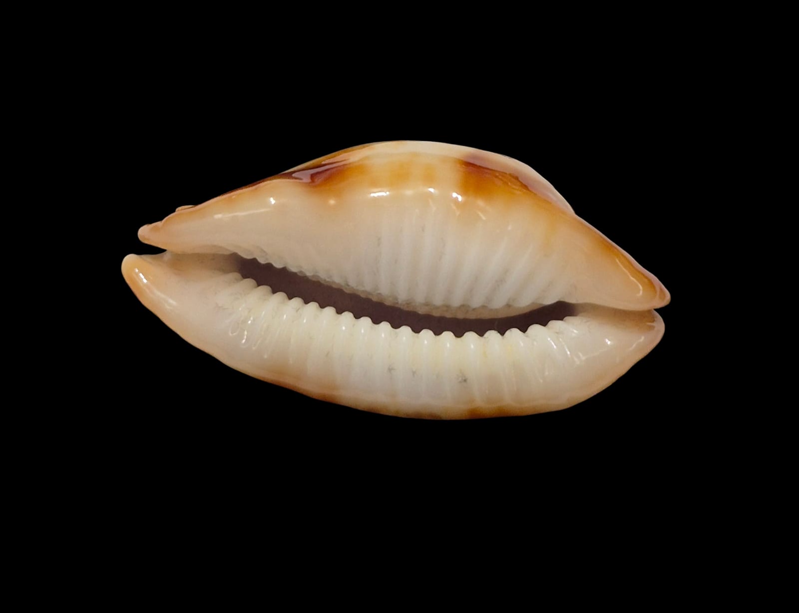 BC303 Bistolida stolida crossei - XXL SIZE - Image 3