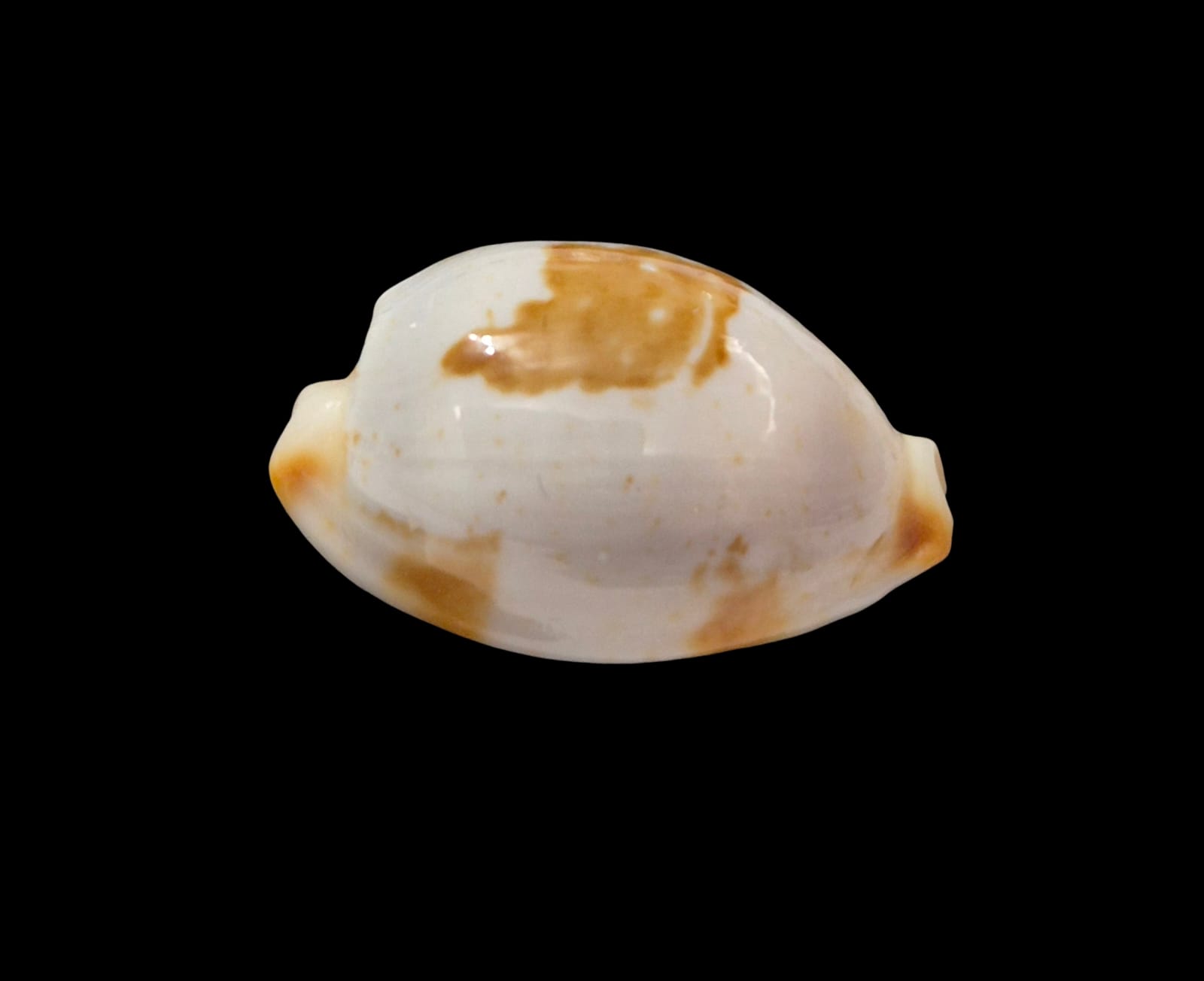 BC304 Bistolida brevidentata - Image 2