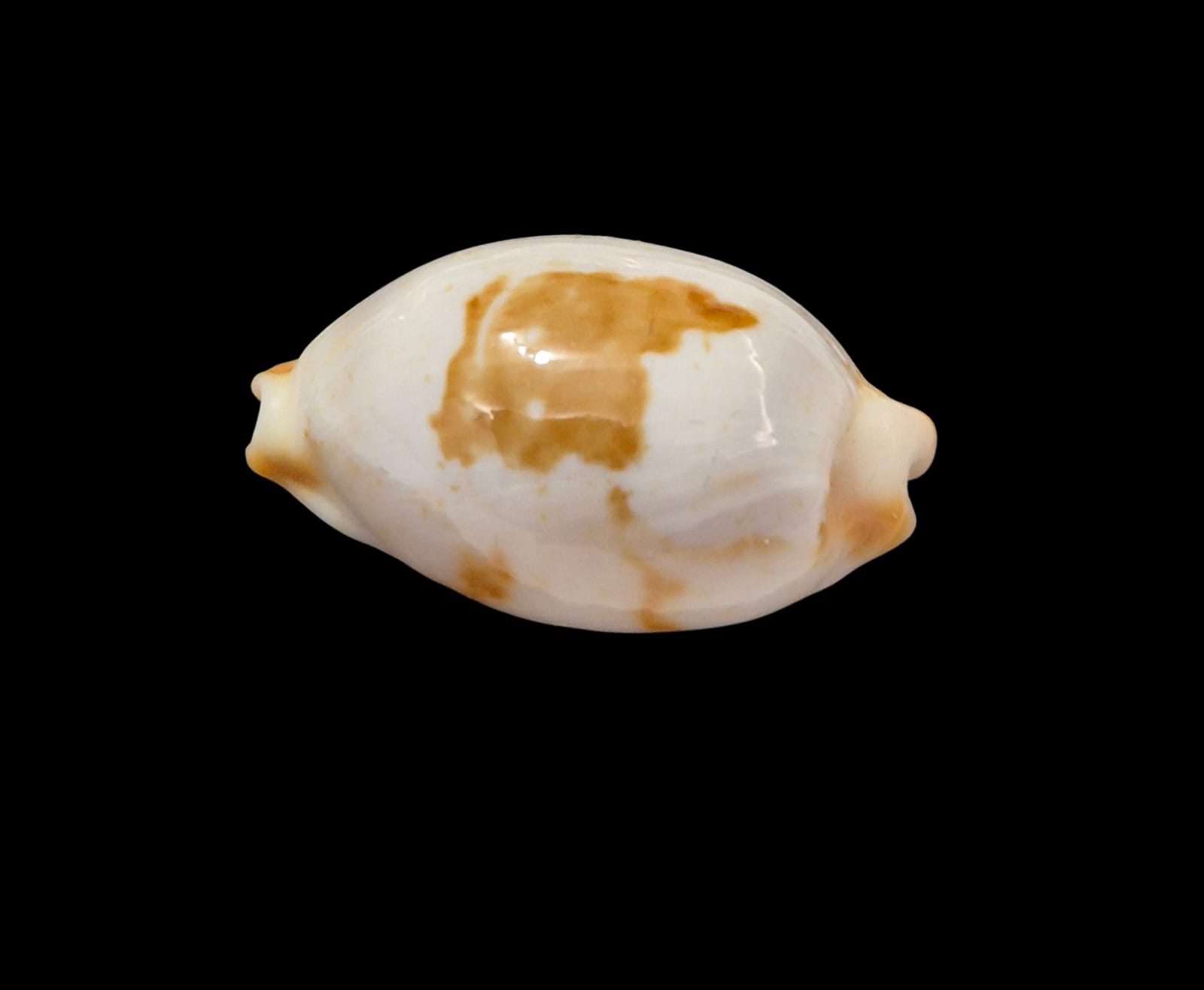 BC304 Bistolida brevidentata - Image 3