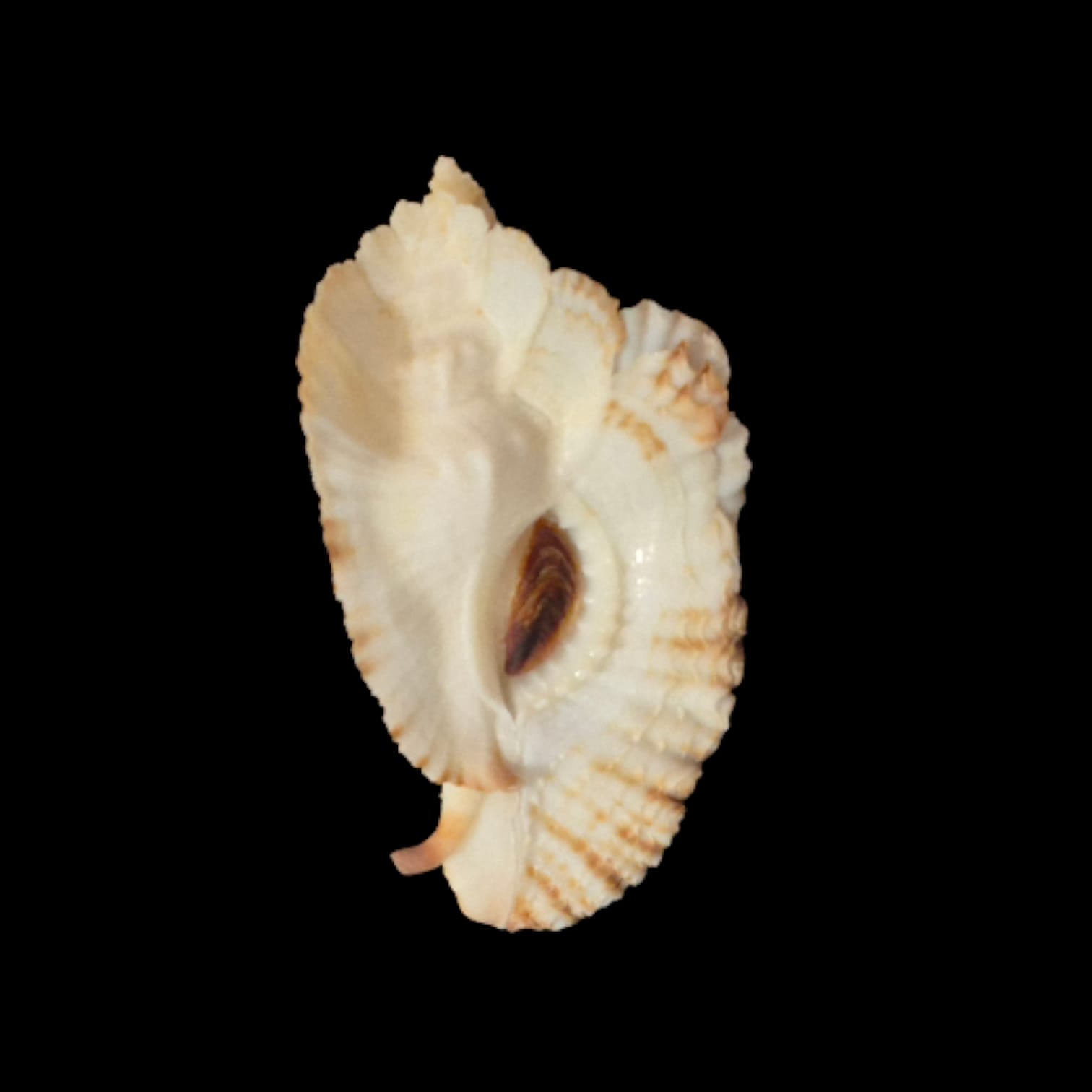 BC305 Timbellus bednalli w/o