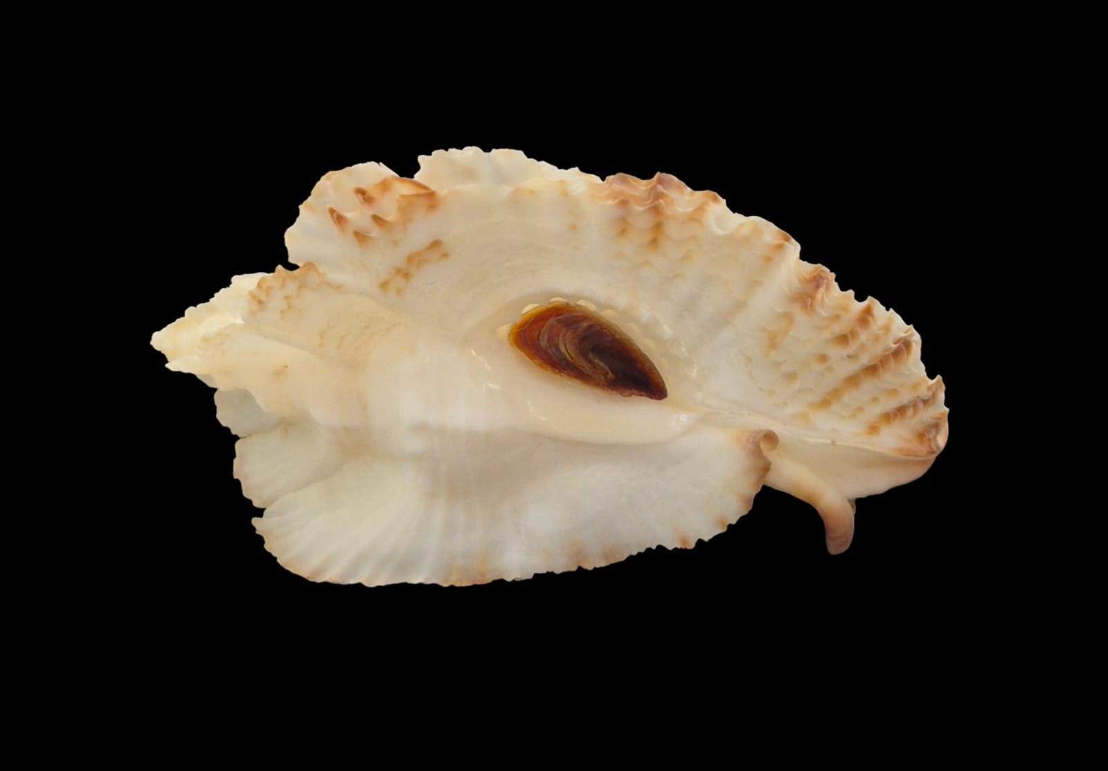 BC305 Timbellus bednalli w/o - Image 4