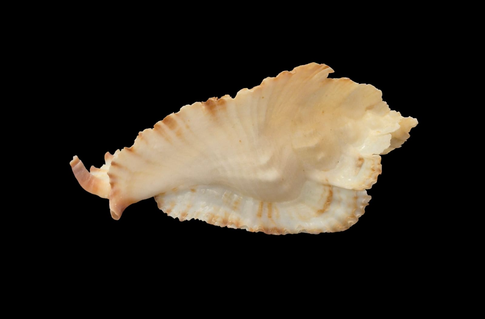 BC305 Timbellus bednalli w/o - Image 5