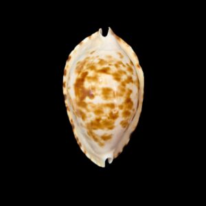 BC306 Zoila ketyana bataviensis - XXL SIZE