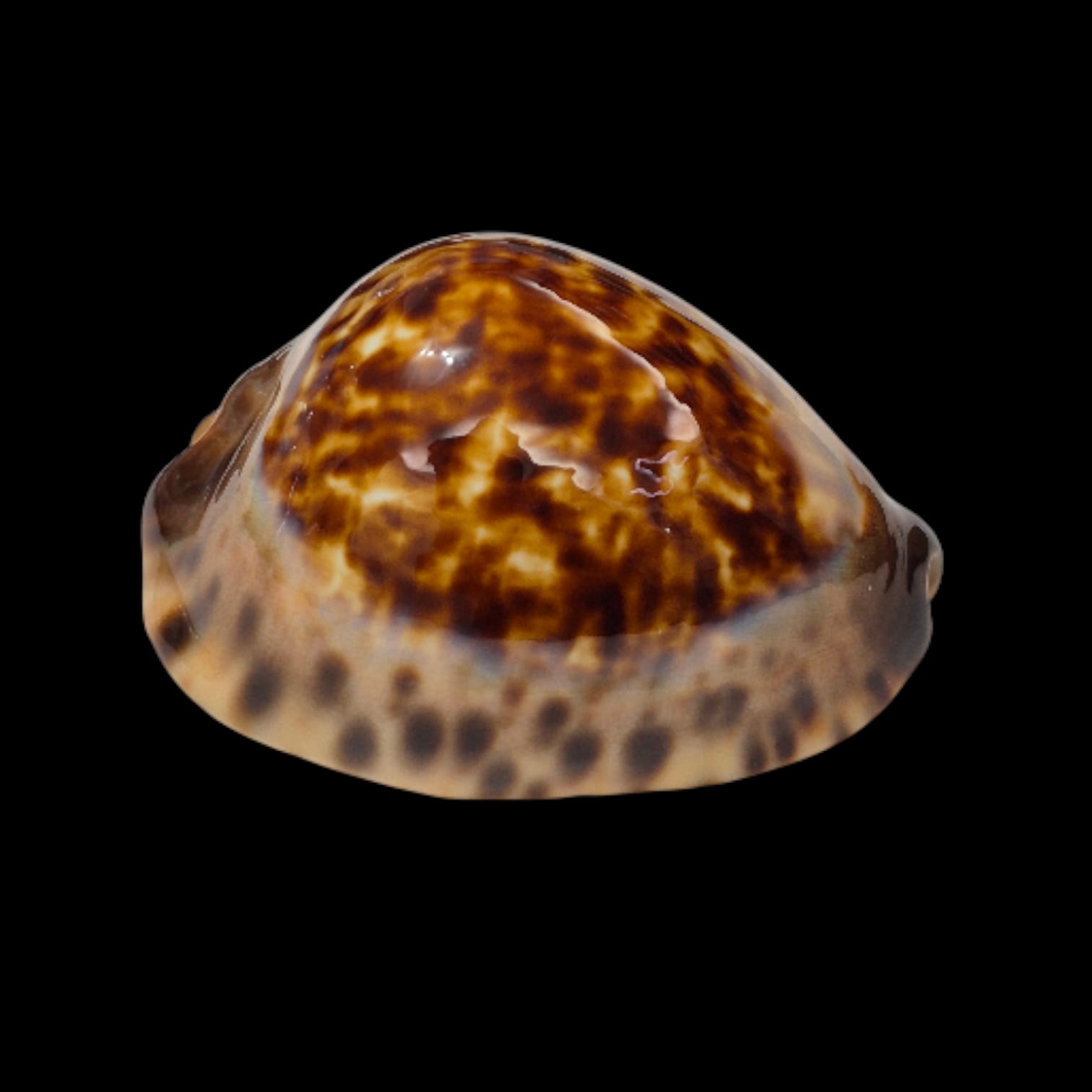 BC307 Zoila eludens - SELECTED