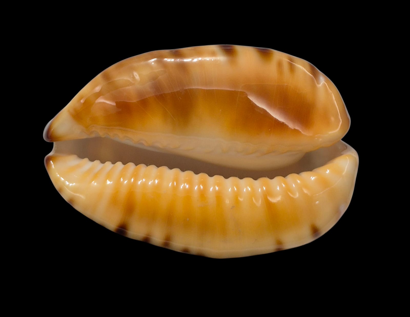 BC307 Zoila eludens - SELECTED - Image 3